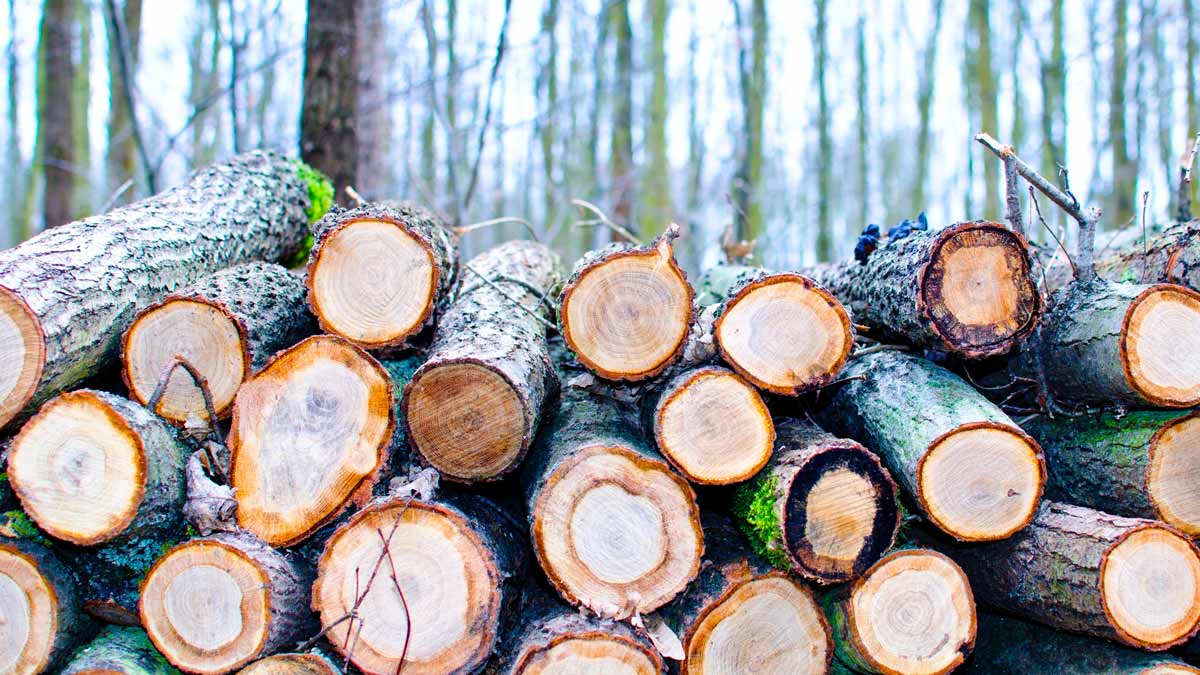 ARESCAT - ¿Por qué para cuidar los bosques es necesario talar los árboles?